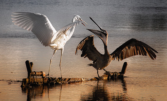 (6) Неверојатни битки во природата Неверојатни битки во природата