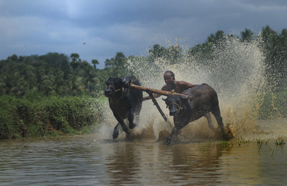 Сурфање на бикови во Индија