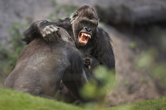 (7) Неверојатни битки во природата Неверојатни битки во природата