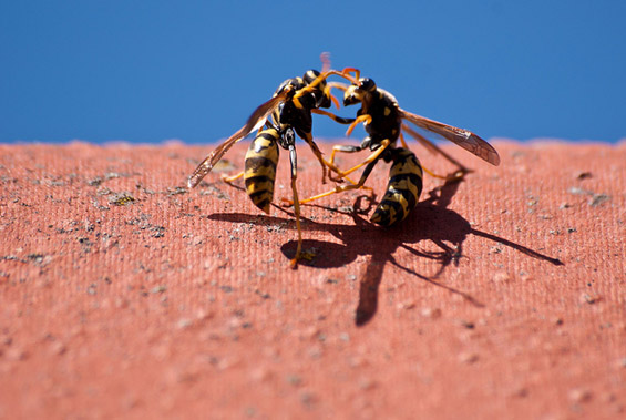 (8) Неверојатни битки во природата Неверојатни битки во природата