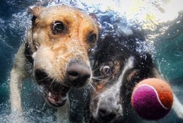 Фотографии од кучиња во подводна акција