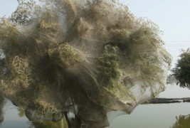 Дрвја „облечени“ во пајажина