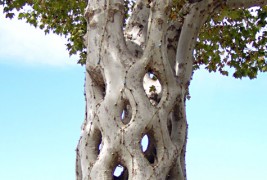 Интересни дрвја со несекојдневен облик