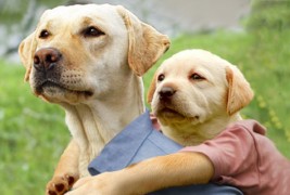 Кога кучињата би се бореле за Оскар