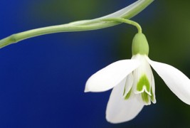 Кокиче - предвесник на пролета