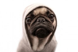 Слатки мили животинчиња