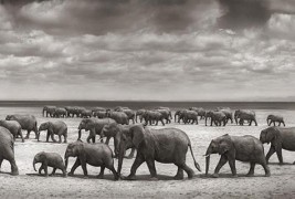 Топ 10 факти за слоновите