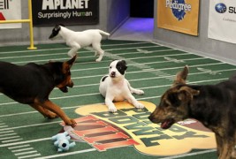 Запознајте ги новите неодоливи натпреварувачи во купот на кутрињата