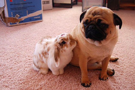 Слатки мили животинчиња