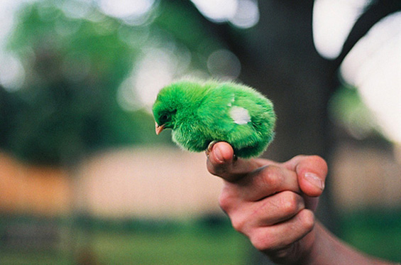 Слатки мили животинчиња