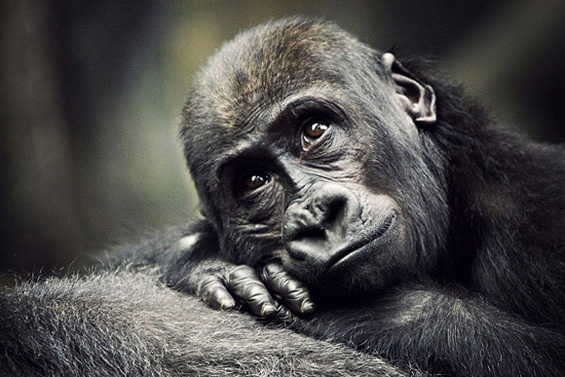 Слатки мили животинчиња