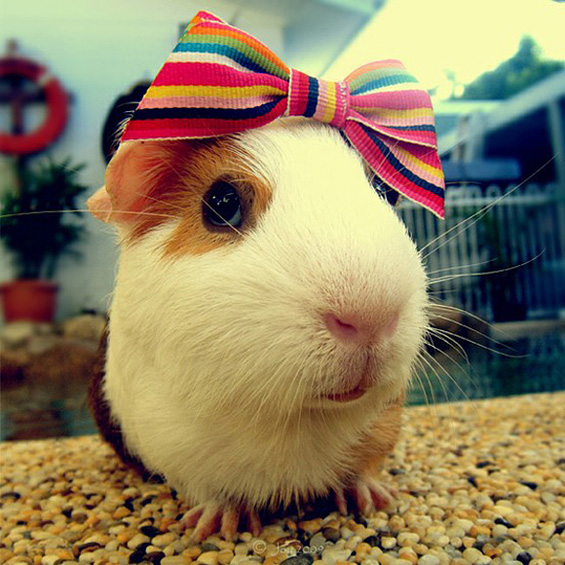 Слатки мили животинчиња