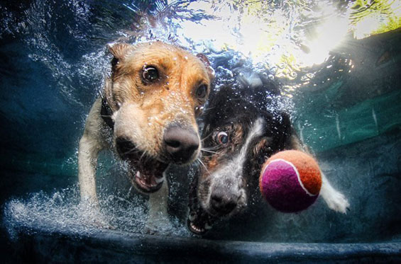 Фотографии од кучиња во подводна акција