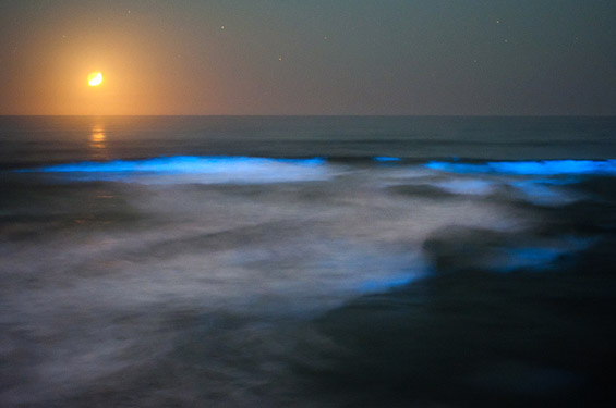 Флуоресцентни океански бранови