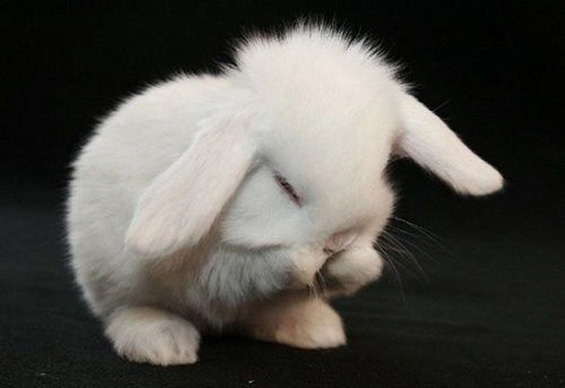 Слатки мили животинчиња