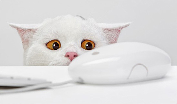 Слатки мили животинчиња