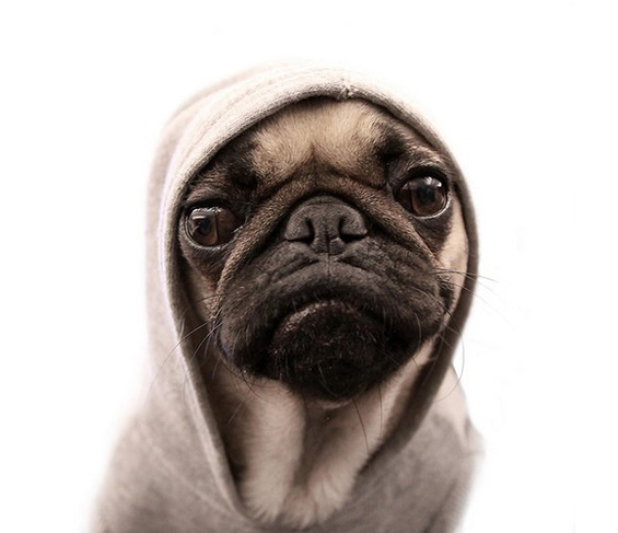 Слатки мили животинчиња