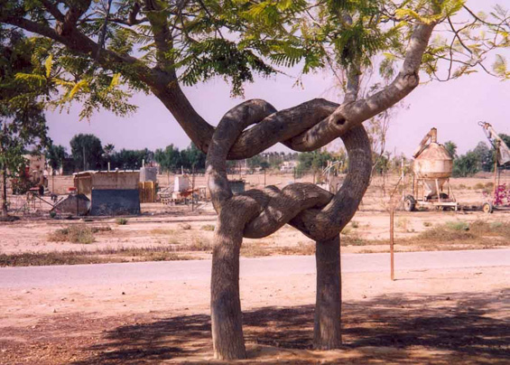 Интересни дрвја со несекојдневен облик