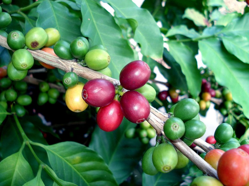 Патот на кафето околу светот