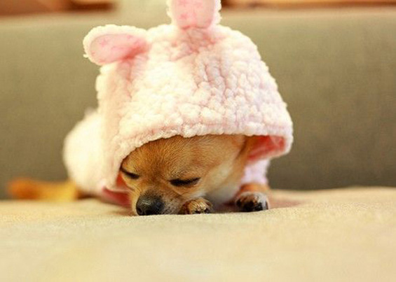 Слатки мили животинчиња