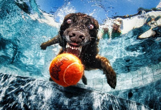 Фотографии од кучиња во подводна акција