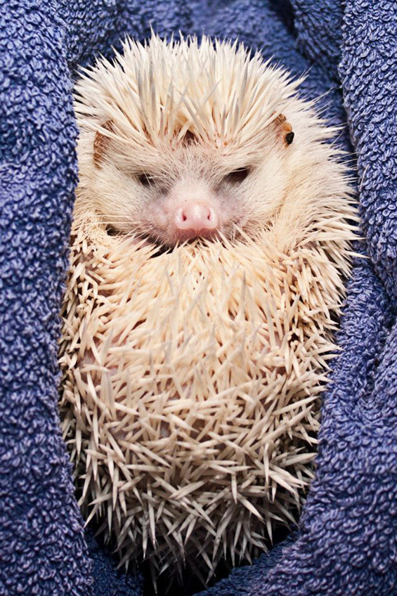 Слатки мили животинчиња