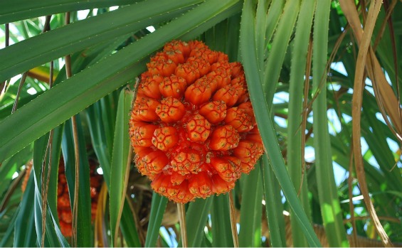 10 најчудни овошја во светот