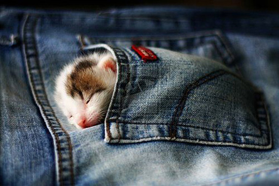 Слатки мили животинчиња