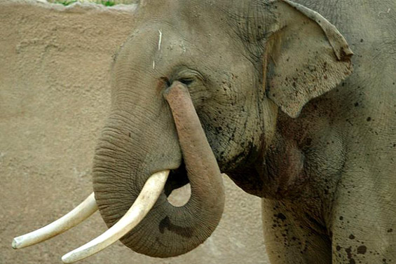 Топ 10 факти за слоновите