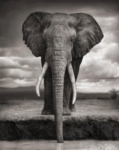 Топ 10 факти за слоновите