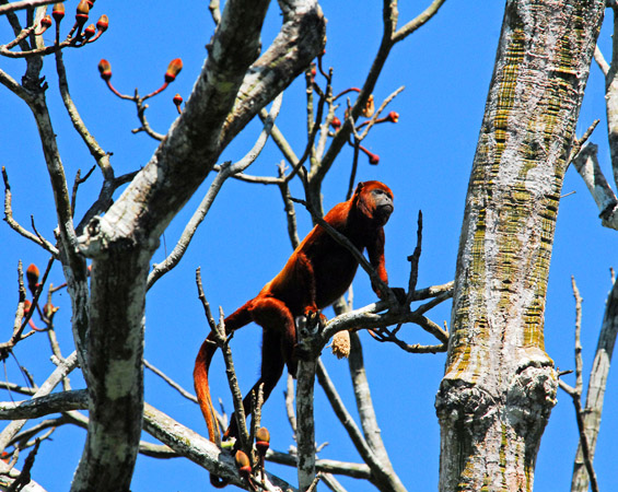 (8) Луксузно крстарење по Амазон Луксузно крстарење по Амазон
