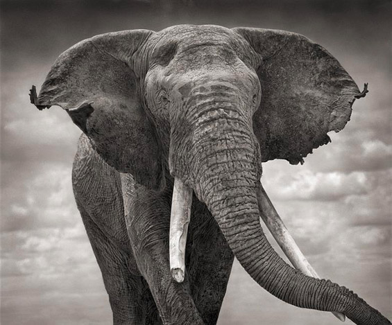 Топ 10 факти за слоновите