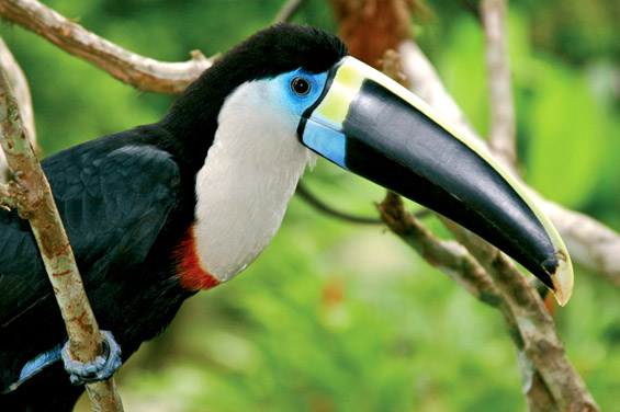 (9) Луксузно крстарење по Амазон Луксузно крстарење по Амазон