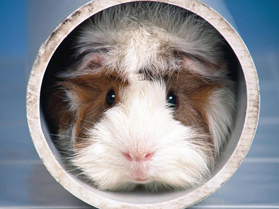 Слатки мили животинчиња