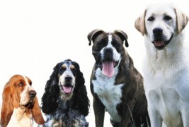 7 грешки при изборот на куче