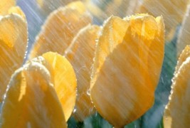 Интересни факти за лалињата