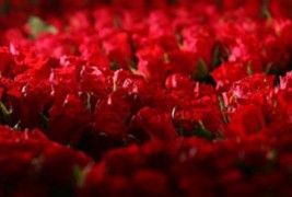 Милион ружи за лутата сопруга