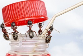 Mравките во едно поинакво светло