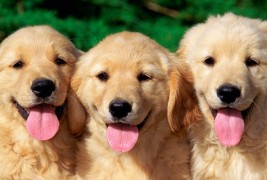 Најсреќните животни во светот