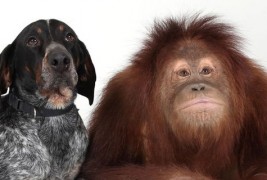 Верното пријателство помеѓу кучето Роско и орангутанот Сирија