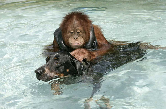 Верното пријателство помеѓу кучето Роско и орангутанот Сурија