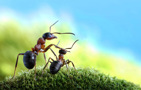 Mравките во едно поинакво светло