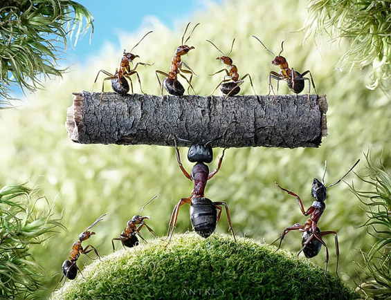 Mравките во едно поинакво светло