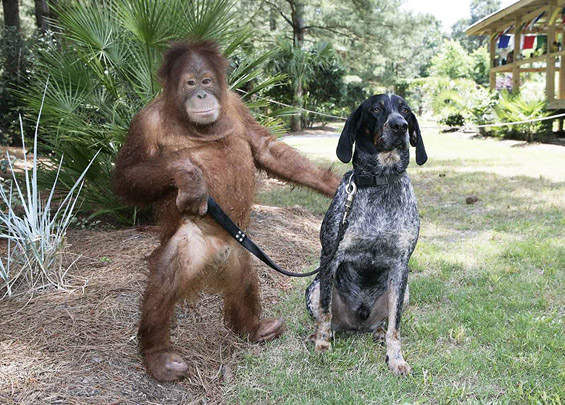 Верното пријателство помеѓу кучето Роско и орангутанот Сурија