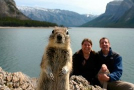 Фотографии "уништени" од животни