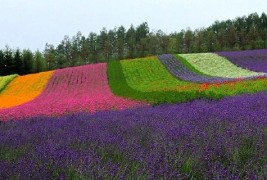 Подгответе го дворот за ова лето