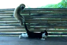 Безобразен мајмун не знае да се однесува со дама