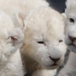 Чудо на природата - неверојатни албино животни