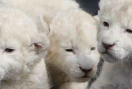 Чудо на природата - неверојатни албино животни