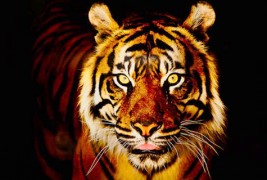 Моќниот и величествен тигар